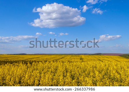 yellow rape field ripe harvest agriculture fuel