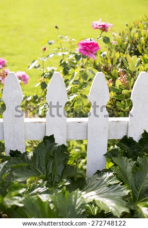 white picket fence and pink roses