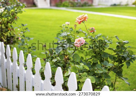 white picket fence and pink roses