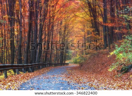 Misty autumn forest. Red and yellow leaves lie on the ground . Road though autumn forest . Fairy trees . Picturesque forest landscape .