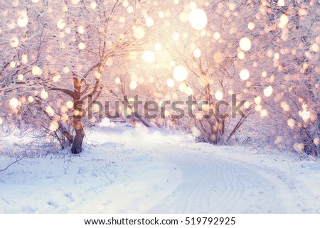 Christmas Holiday Background with color snowflakes. Trees  with hoarfrost backdrop.Winter sun shine through trees in park