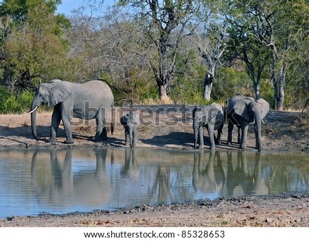 Elephant Water Hole