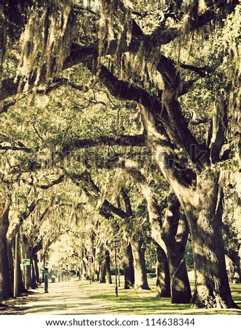Trees in downtown of Savannah, Georgia