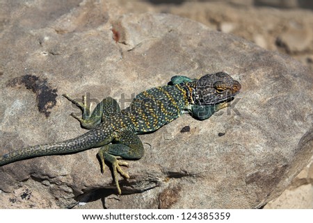 Colorful Collared lizard - seen in New Mexico