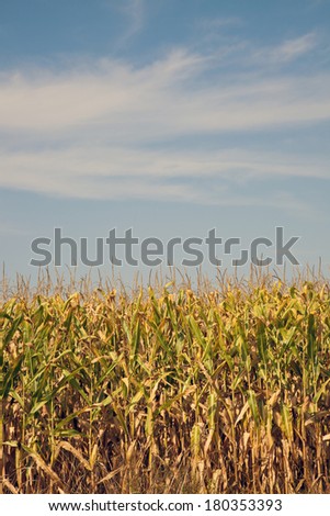 Corn field, summer time. Midwest, USA.