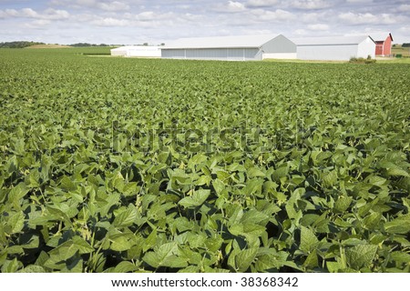 Green soybean field, red farm buildings in the background.