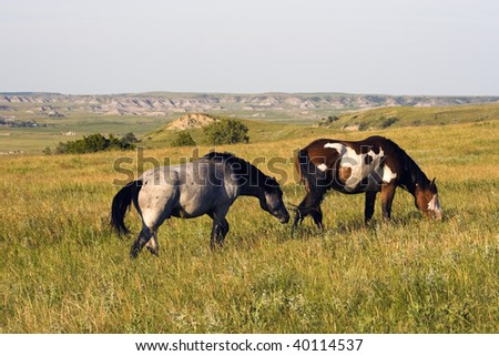 Wild Horses in Theodore Roosevelt National Park, North Dakota.