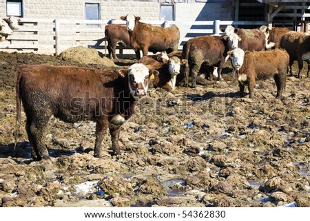 Cow Farm - seen in Wisconsin.