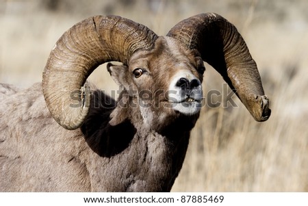 Big Horn Sheep, Ram in Yellowstone ecosystem