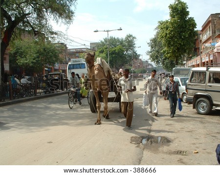 India, Jaipur: Camel carrying heavy load in the street