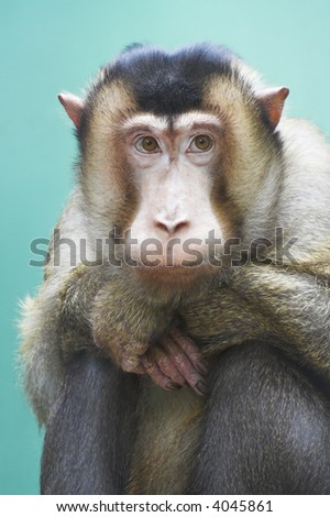 the pig-tailed macaque in a zoo