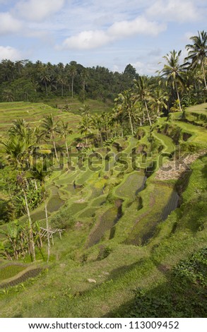 rice fields and paddy on a hot day in Bali, Indonesia