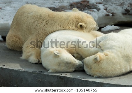 Animals: group of polar bears, mother and cubs, having a rest, sleeping together