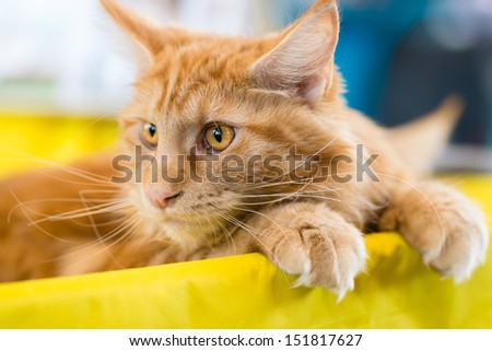 Cats and dogs: relaxed red-white tabby Maine Coon cat, close-up portrait, selective focus, natural blurred background