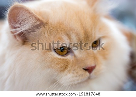 Cats and dogs: relaxed orange-white cat, close-up portrait, selective focus, natural blurred background