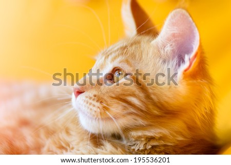 Cats and dogs: red-white tabby Maine Coon cat, close-up portrait, selective focus, natural yellow blurred background, sunlight effect