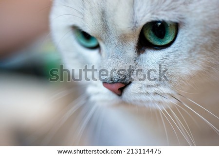 Animals: close-up portrait of British shorthair silver shaded chinchilla cat