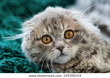 Scottish Fold kitten, looking at camera, close-up shot, blurred background