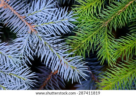 Backgrounds and textures: two crossed fir tree branches, blue and green, natural seasonal background