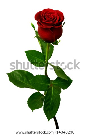 red rose flower background. stock photo : Single red rose