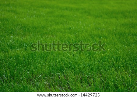 Fresh cut field of grass, low DOF. Good soft green spring or summer background!