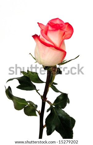 flower clip art rose. Flower Clipart
