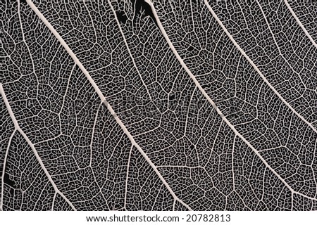 leaf skeleton art