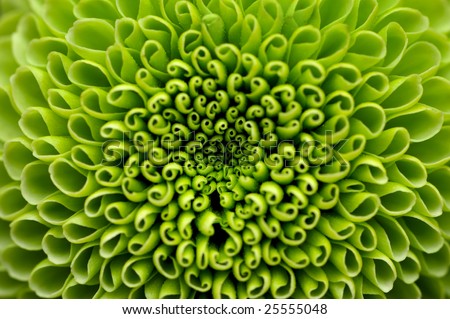 Green flower close-up, abstract background