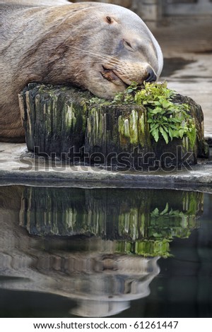 Steller sea lion sleeping at the water edge, head on a stub