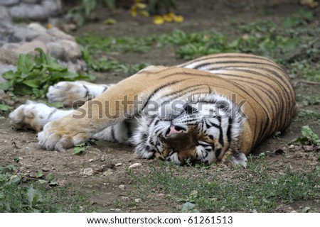 tiger sleeping on a grass