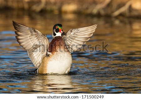 Wood duck flapping wings