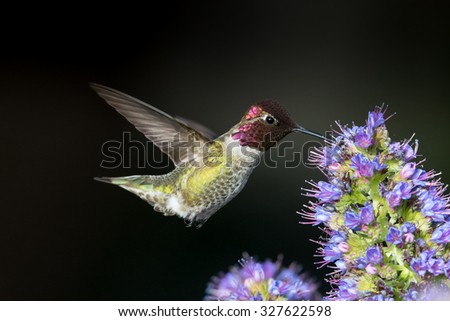 Anna\'s Hummingbird in black background