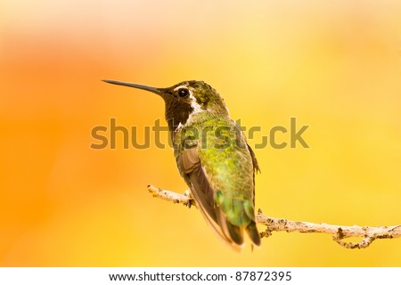 allen\'s hummingbird against a colorful background