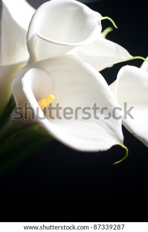 calla lily flower in black background