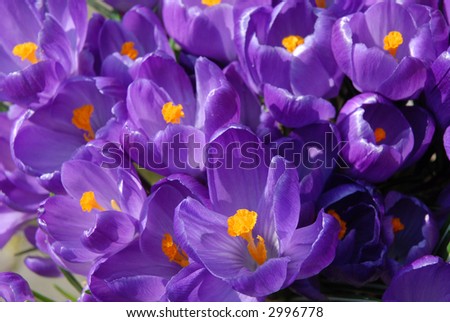 lots of purple crocus flowers in holland