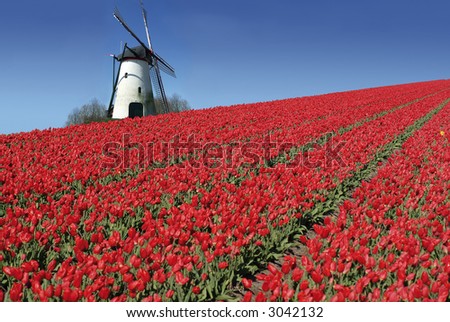 dutch mill behind a field full of red tulips dutch mill behind a field full of red tulips