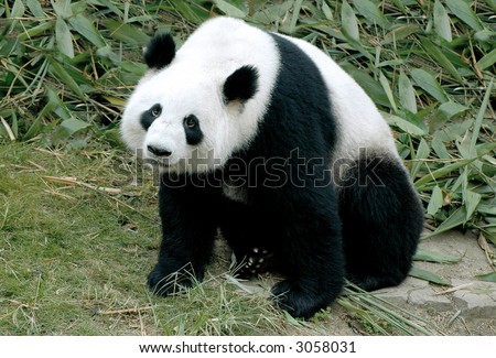 cute giant panda sitting between the bamboo in china