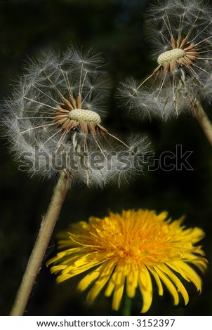 dandelions in different stages, one yellow and two fluffy ones
