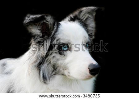 Stray Dog Roleplay- Nikkie's Biography  Stock-photo-portrait-of-a-blue-merle-border-collie-with-blue-eyes-isolated-on-black-3480735