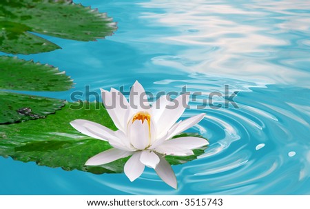 beautiful white waterlily in clear blue pond