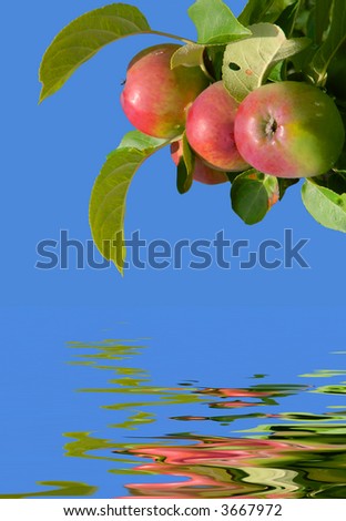 three apples on an apple tree on a sunny summerday with clear blue sky background and water reflection