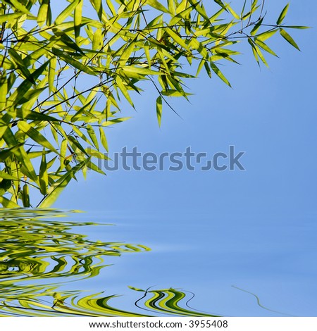 fresh green bamboo leaves on a clear blue sky background and water reflection