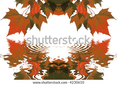back-lit red autumn maple leafs with water reflection isolated on white