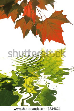 autumn concept with red maple leaves reflecting there lost summer color in the water isolated on white