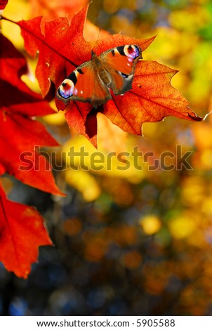 peacock butterfly on colorful autumn leaves in red, yellow, orange and green