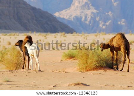 White Baby Camel