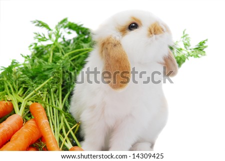 cute pictures of bunnies. stock photo : Cute curious