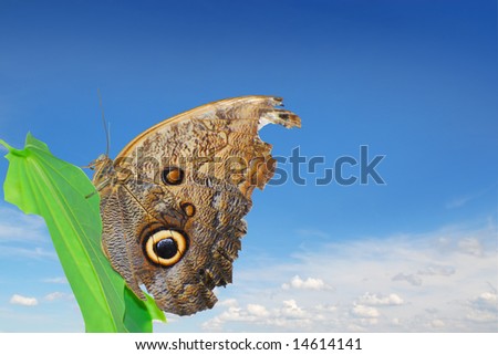 Owl butterfly with eye shaped signs on his wings on green leaf with blue sky background