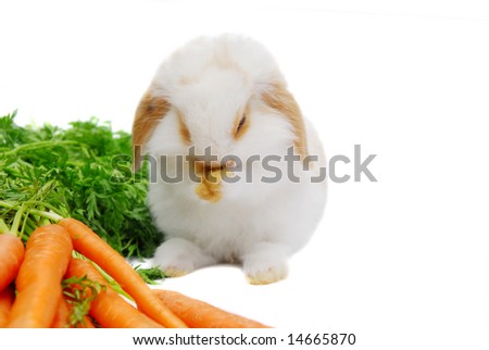 Thanksgiving: cute baby lop ear rabbit giving thanks with his paws clasped before eating his meal