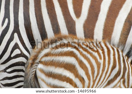 Mother and child zebra striped fur pattern background
